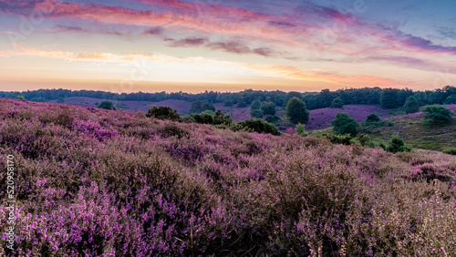 Posbank National park Veluwe, purple pink heather in bloom, blooming heater on the Veluwe by the Hills of the Posbank Rheden, Netherlands.  photo