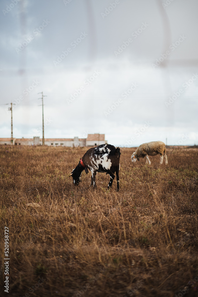 Fototapeta premium A goat grazing dry grass in the countryside of the south of Portugal. It is next to a sheep