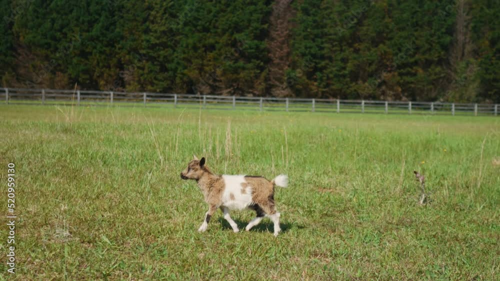 lonely veal cuttle cow running free in green rural farm lonely veal cuttle cow running free in green rural farm