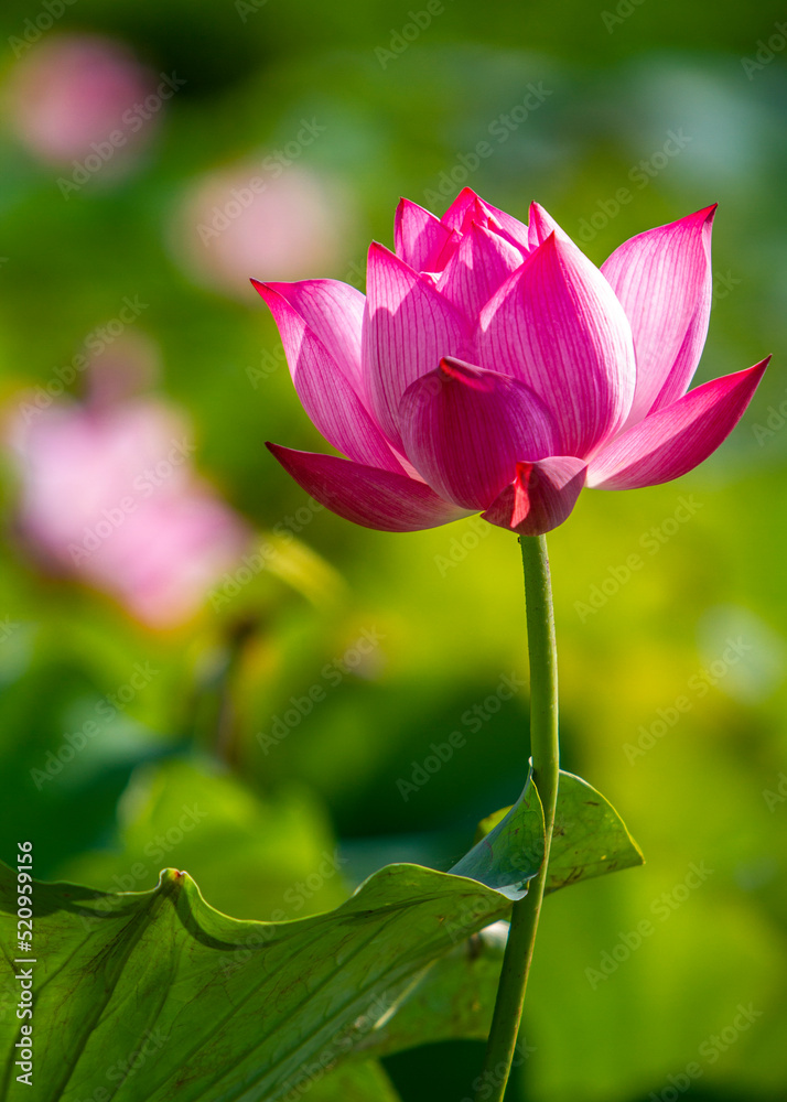Lotus under sun shine