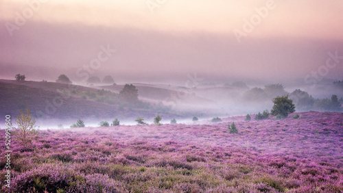 Posbank National park Veluwe, purple pink heather in bloom, blooming heater on the Veluwe by the Hills of the Posbank Rheden, Netherlands.  photo