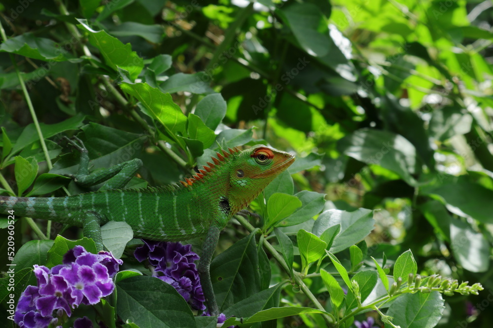 Side view of a male Common green forest lizard in breeding colors