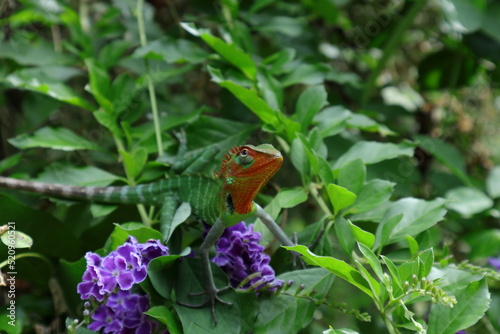 Closeup of a bright red head and throat of male Calotes Calotes lizard