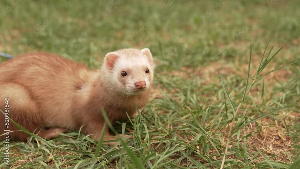 the red-haired domestic ferret is walked on a leash on the lawn. unusual pets. food and accessories for rodents. the red-haired domestic ferret is walked on a leash on the lawn. unusual pets. food and accessories for rodents.