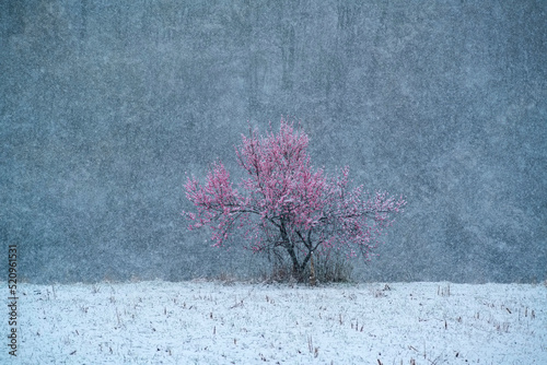 blossom peach tree covered in snow