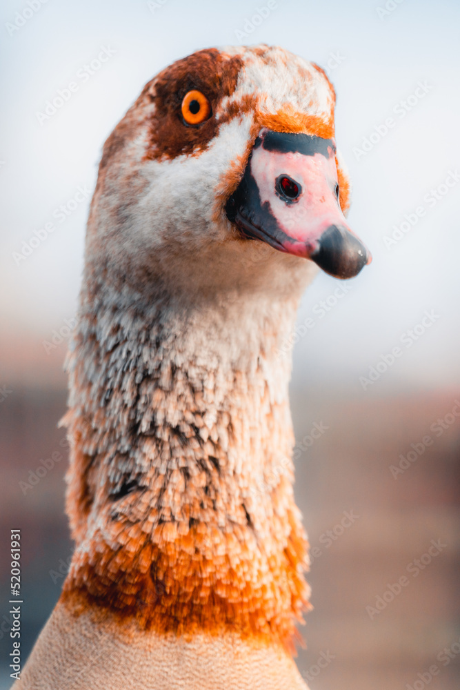 Fototapeta premium portrait of a goose