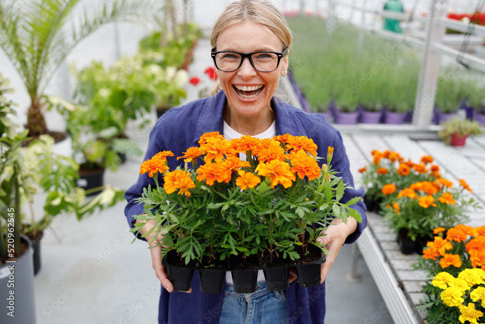 Portrait of laughing female florist holding potted flowers in greenhouse