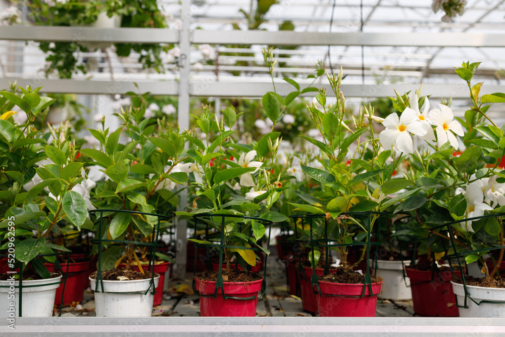 Lots of potted white mandevilla flowers on a flower shop Lots of potted white mandevilla flowers on a flower shop