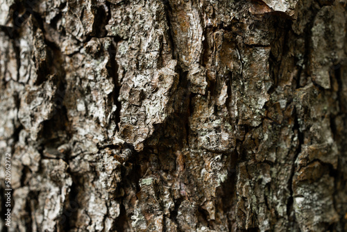 Tree bark texture pattern, old maple wood trunk as background