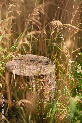 A dry stump surrounded with tall grass. Blurry in the front and the back. Green cereals around