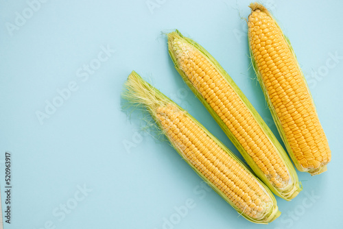 Sweet corn ears isolated on blue background