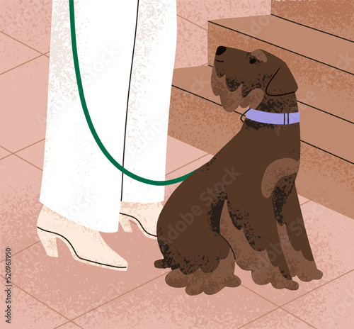 Dog of Miniature Schnauzer breed sitting by owners leg. Cute purebred doggy on leash near woman walking in city. Adorable fluffy canine animal, urban lifestyle scene. Flat vector illustration