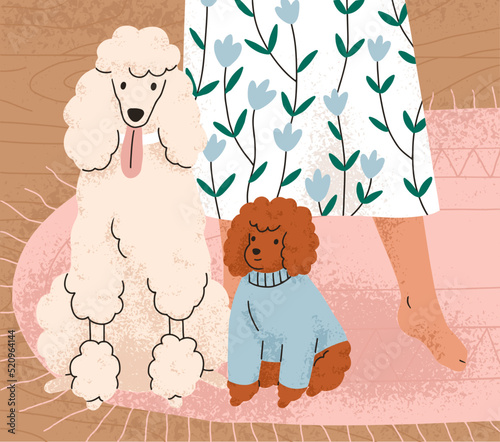 Cute dogs of Poodle breed sitting on floor near owners legs. Adorable curly big and little doggies at home. Purebred canine animals, royal and tiny toy puppy indoors. Flat vector illustration