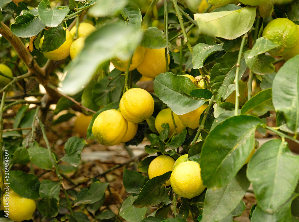 Yellow citrus lemon fruits and green leaves on lemon tree branch in sunny garden. Close-up of lemons hanging from a tree in a lemon grove.
