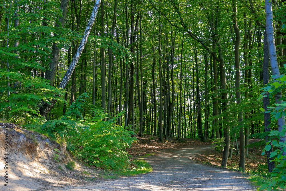 Obraz premium Path through the green forest in Poland