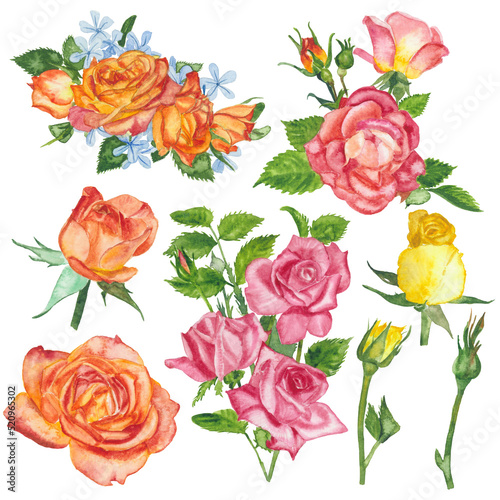Watercolor roses flowers floral paint illustration with clipping parts isolated on white background. © graphixmania