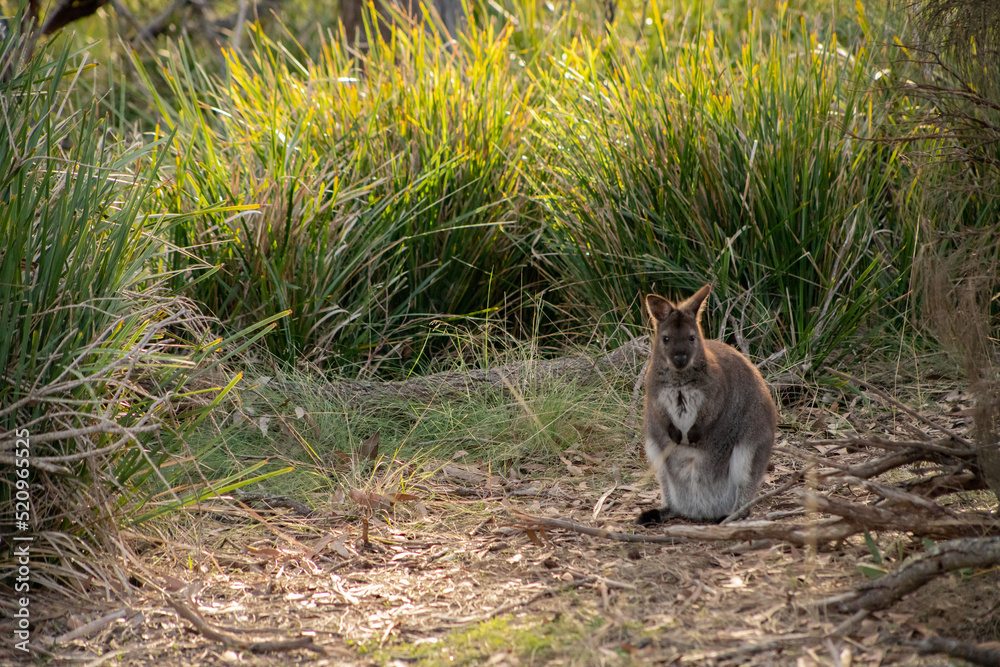 Cute and beautiful wild wallaby in a bush at Freycinet national park Tasmania Australia Cute and beautiful wild wallaby in a bush at Freycinet national park Tasmania Australia