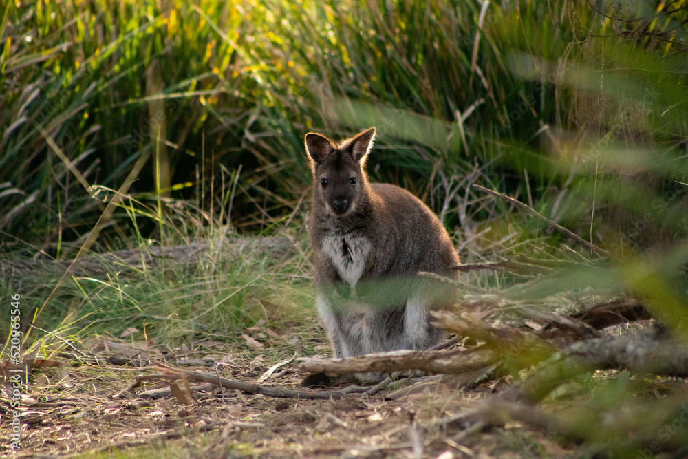 Cute and beautiful wild wallaby in a bush at Freycinet national park Tasmania Australia