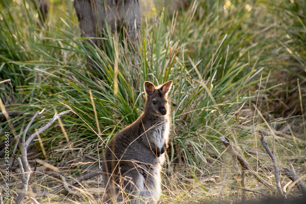 Cute and beautiful wild wallaby in a bush at Freycinet national park Tasmania Australia Cute and beautiful wild wallaby in a bush at Freycinet national park Tasmania Australia