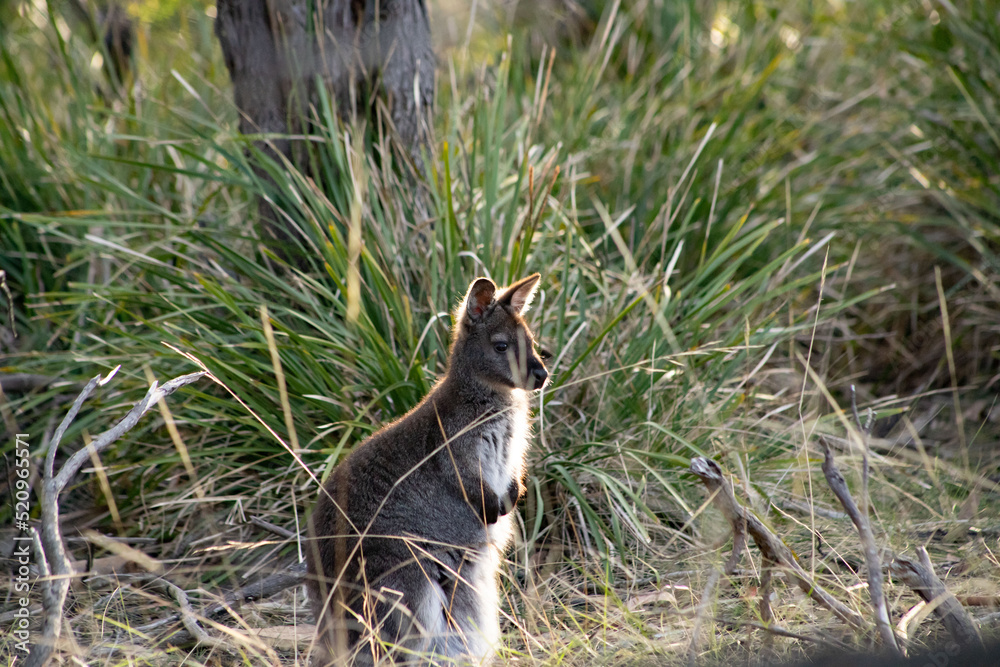 Obraz premium Cute and beautiful wild wallaby in a bush at Freycinet national park Tasmania Australia
