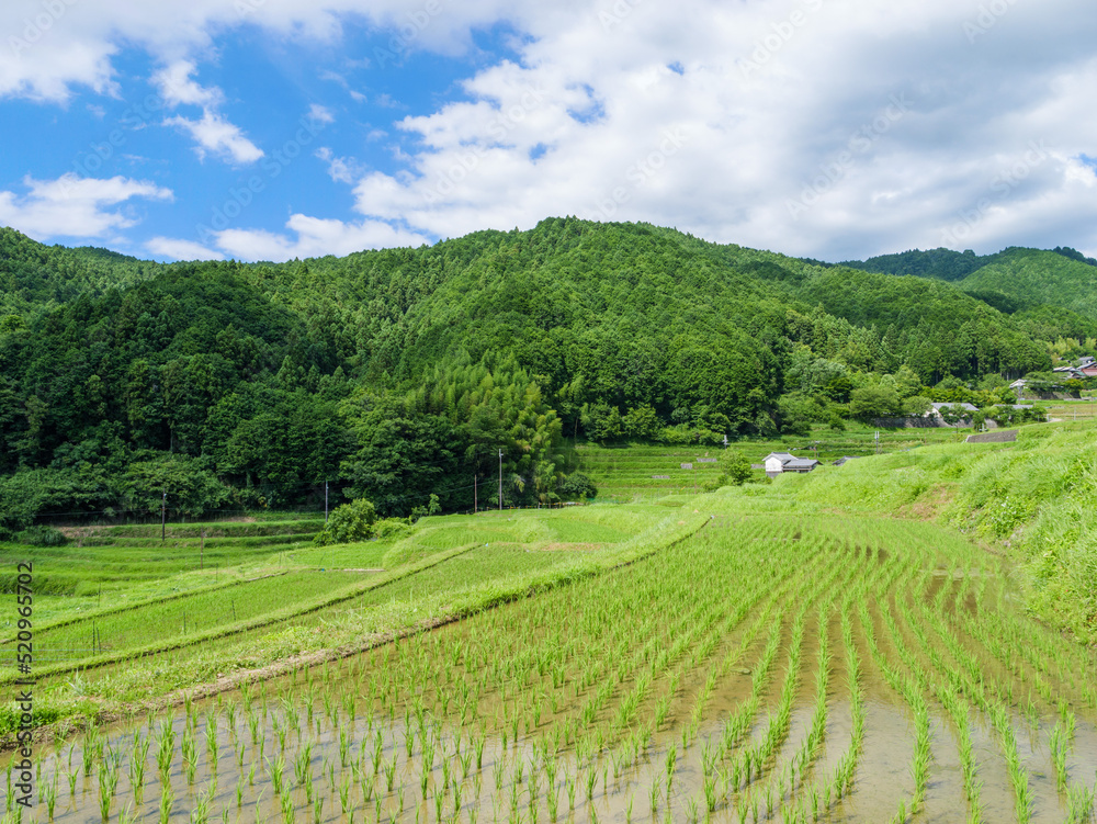 A beautiful scene in a sunny Asian village in mid-summer, with rice paddies planted with bright green rice.