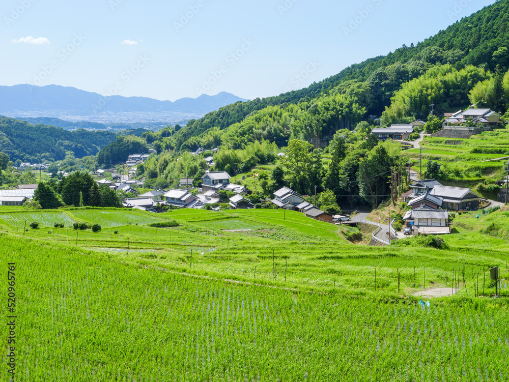 A beautiful scene in a sunny Asian village in mid-summer, with rice paddies planted with bright green rice.