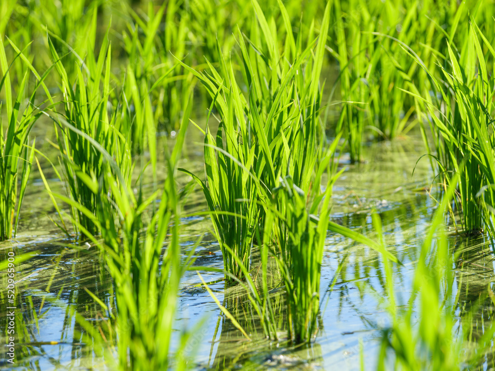Rice seedlings planted in a paddy field in mid-summer in Japan, exuding vitality. Rice seedlings planted in a paddy field in mid-summer in Japan, exuding vitality.