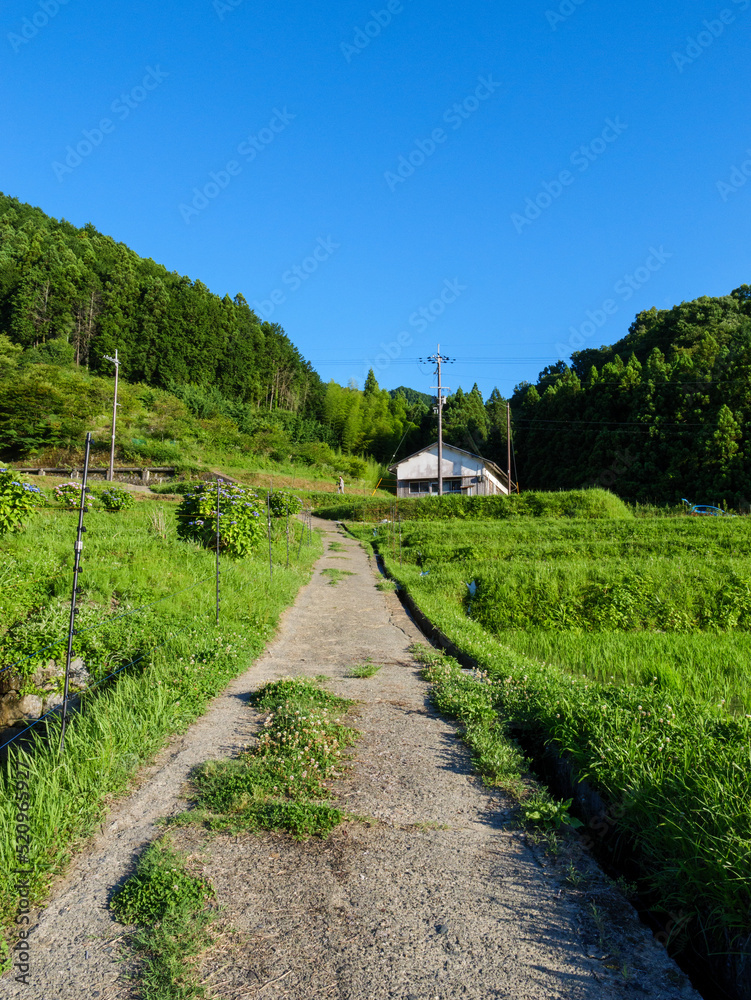 Asia, rural village in midsummer, crisp and beautiful scenery surrounded by blue sky and forest