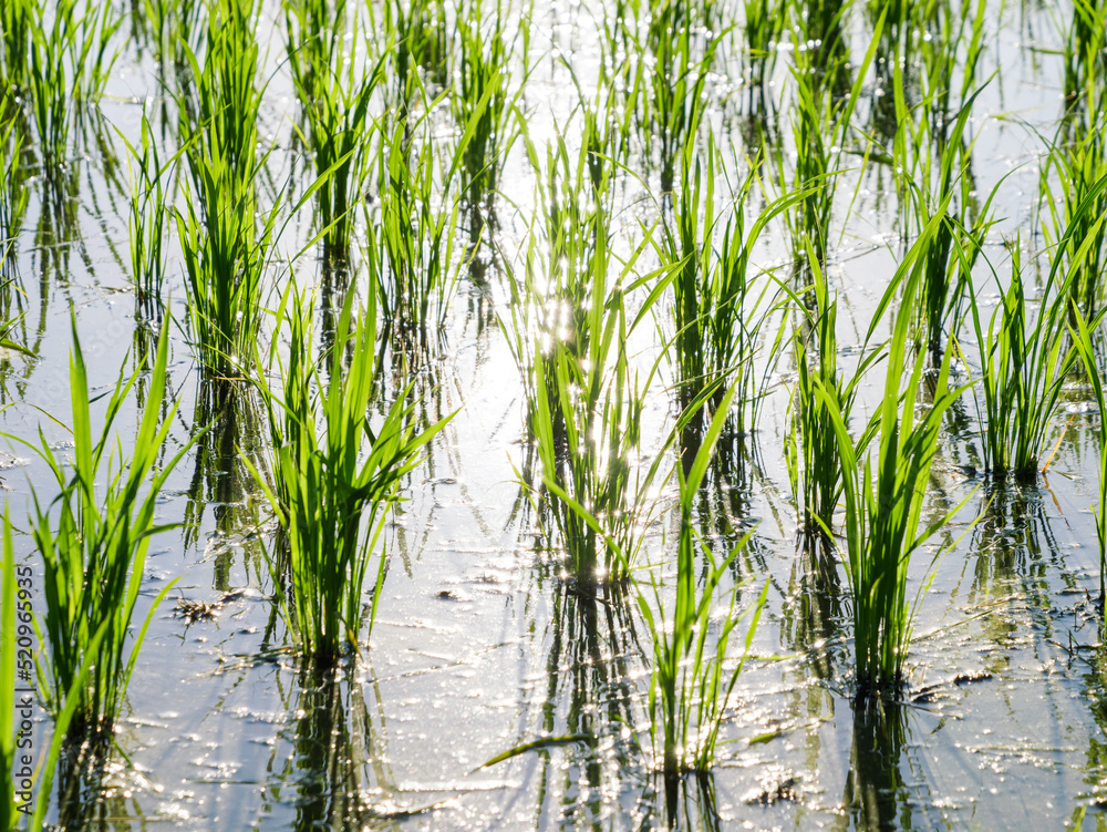 Rice seedlings in a midsummer paddy field, illuminated by the powerful evening light. Rice seedlings in a midsummer paddy field, illuminated by the powerful evening light.