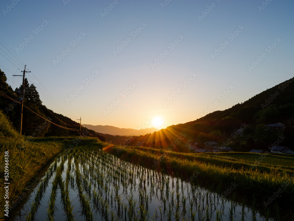 Paddy fields and rice seedlings illuminated by the bright red sunset on a summer evening in Asia.