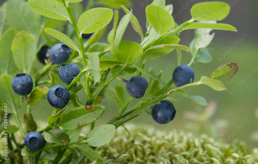 Bush of wild blueberry with ripe blue berries in the forest. Bush of wild blueberry with ripe blue berries in the forest.