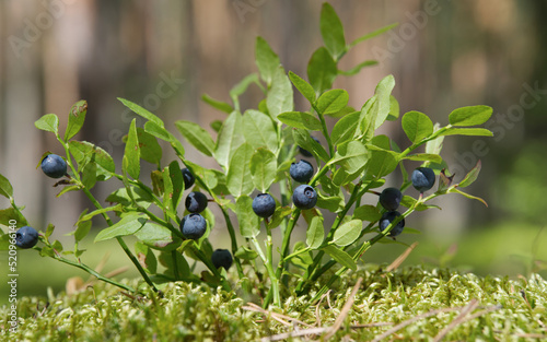 Bush of wild blueberry with ripe blue berries in the forest.