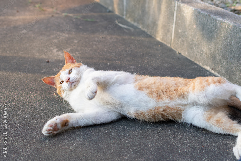 寝ころがる猫 茶トラ白 寝ころがる猫 茶トラ白