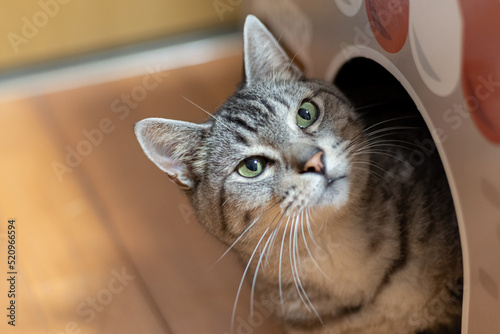 Fototapeta Naklejka Na Ścianę i Meble -  ダンボール箱から顔を出す猫　サバトラ猫