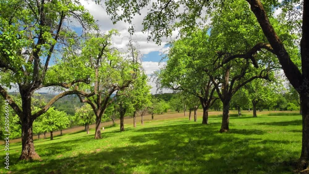 Moving through rows of trees in a green orchard, a tranquil smooth footage of an idyllic rural landscape
Moving through rows of trees in a green orchard, a tranquil smooth footage of an idyllic rural landscape