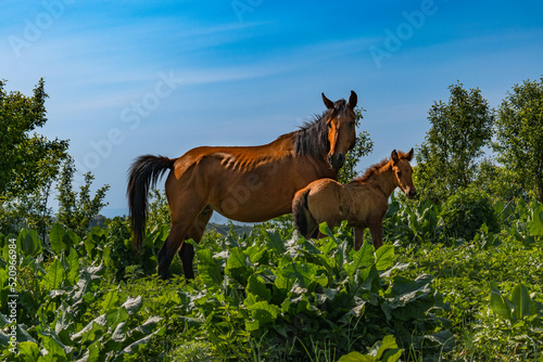 Walking horses in the mountains