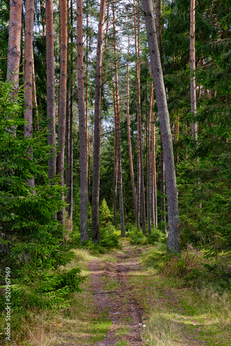 las  Polska  Mazury  lato  wakacje  drzewa  puszcza