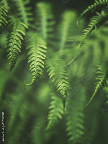 Fern leaf