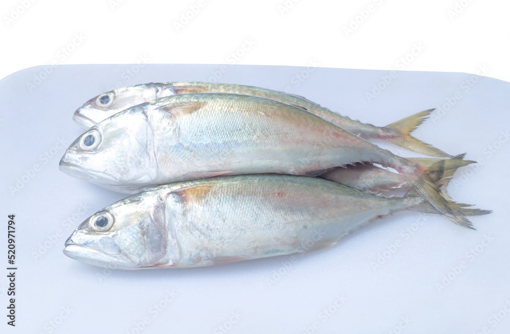 Three fresh mackerel fishs in stack on plastic cutting board or chopping board iisolated on white background with clipping path Three fresh mackerel fishs in stack on plastic cutting board or chopping board iisolated on white background with clipping path