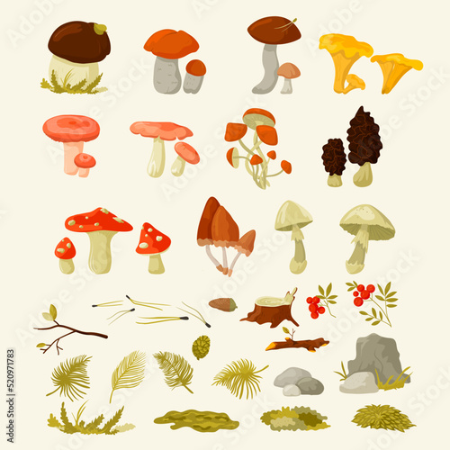 Mushrooms set.  Forest wild mushrooms types. Poisonous and edible mushroom: chanterelle, cep, amanita and morals and ets