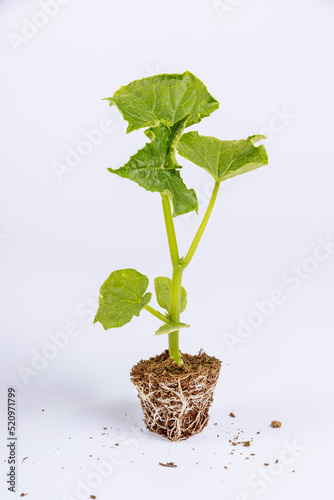 Cucumber seedling on a white background. Place for text.