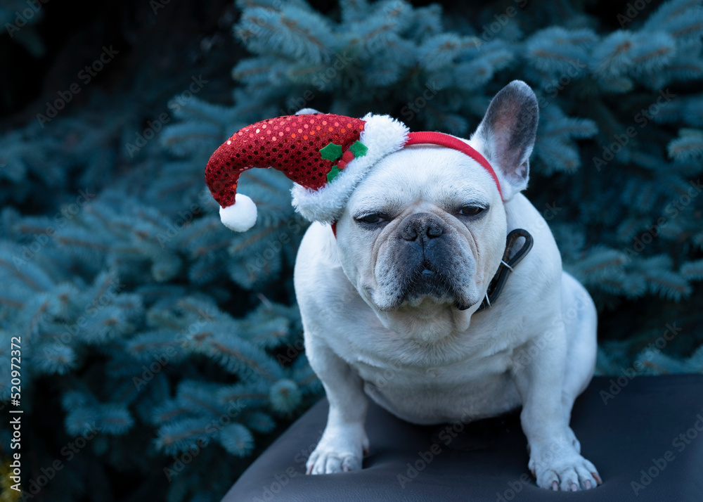 white french bulldog in red santa claus hat sitting near new year tree christmas 