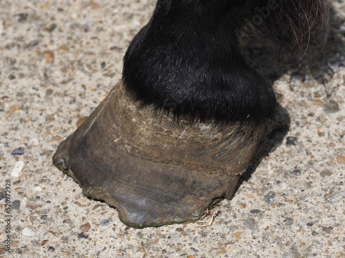 Over Grown Horse Hoof