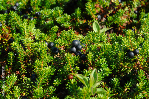 A close up of black crowberry plants with ripe berries (Empetrum nigrum subsp. hermaphroditum)