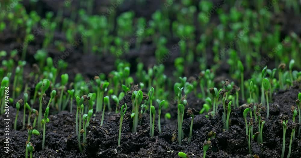 Plant growth or sprouts sprouting Lucerne from the ground, plant life timelapse