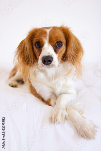 Portrait of a young Cavalier King Charles Spaniel dog with white background