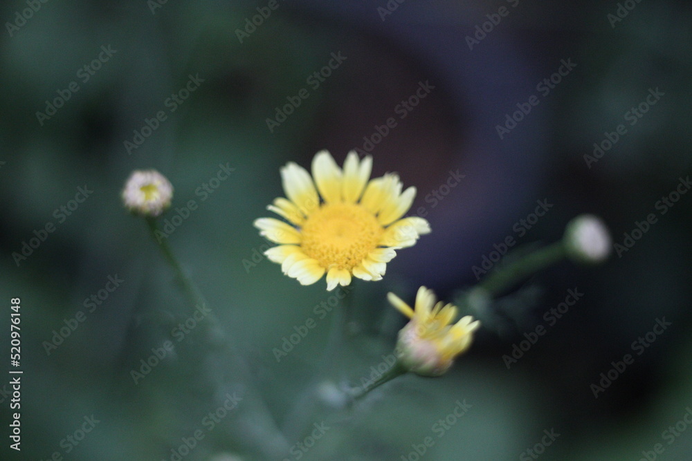 flower flower
