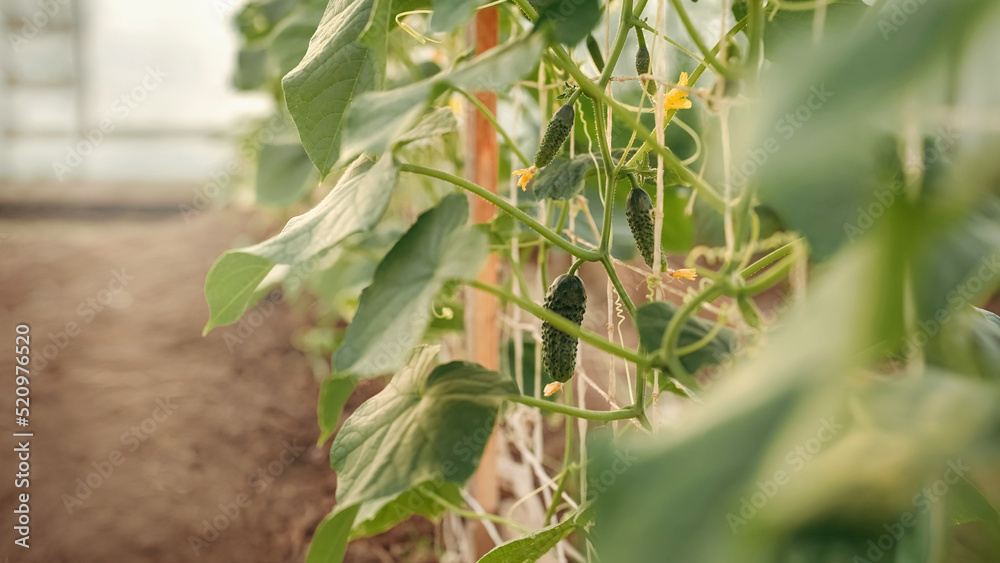 Trellises with cucumbers tied to them in a greenhouse, a harvest of fresh cucumbers, a vegetable garden, a banner Trellises with cucumbers tied to them in a greenhouse, a harvest of fresh cucumbers, a vegetable garden, a banner