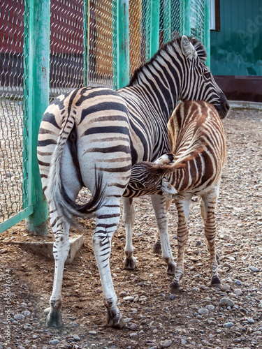 Mom zebra is feeding milk its foal. photo