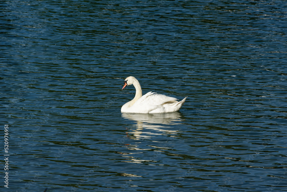 Deutschland - Baden-Württemberg - Breisach - Rhein - Schwan Deutschland - Baden-Württemberg - Breisach - Rhein - Schwan